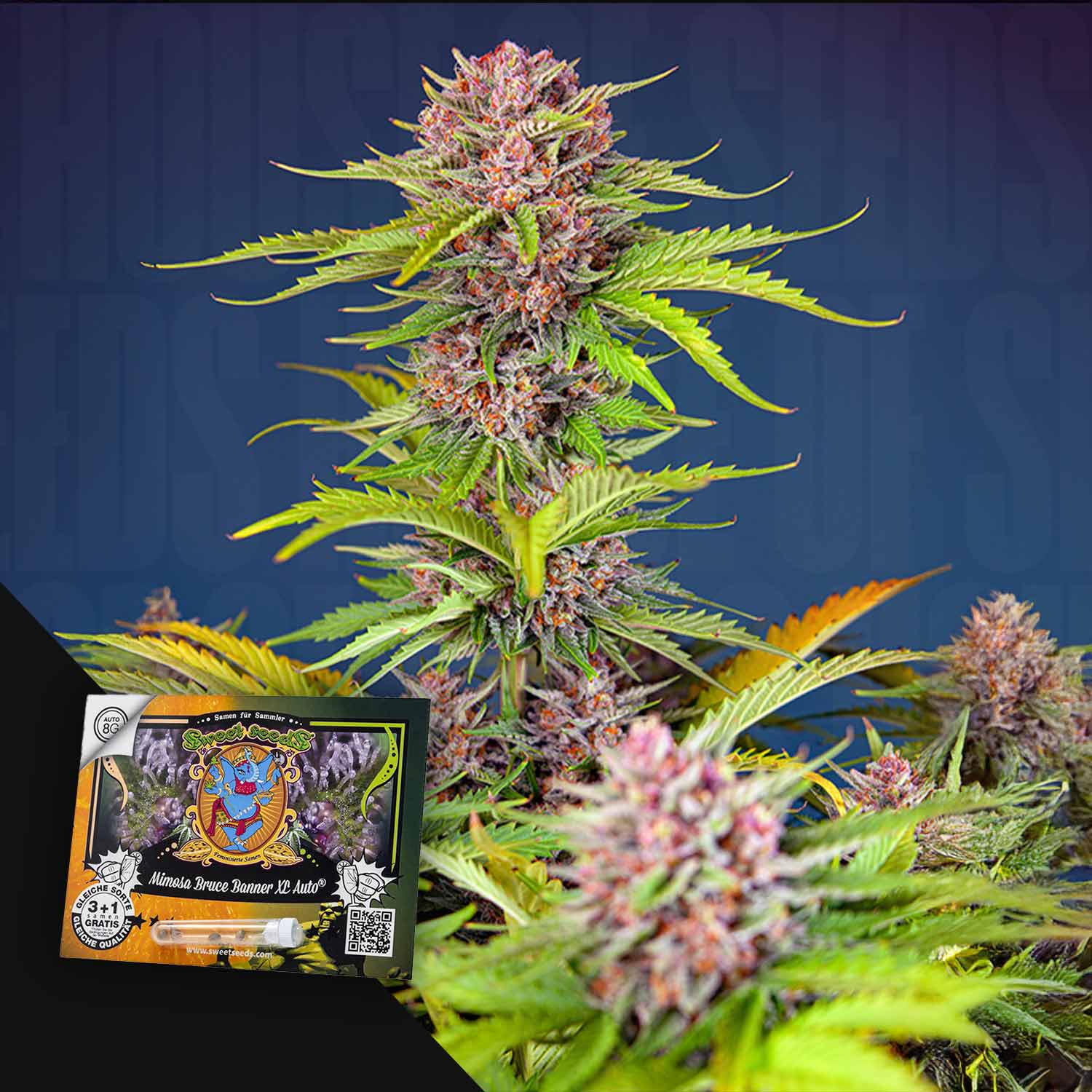 Mimosa Bruce Banner XL Auto von Sweet Seeds: lila-grüne Knospen mit einem bunten Saatgut-Paket auf der Vorderseite.