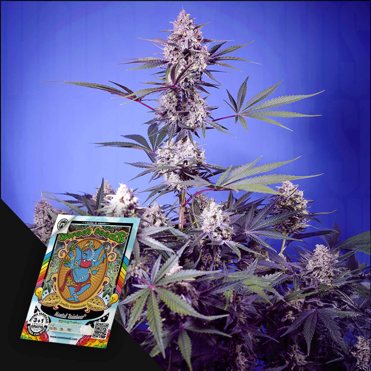 Mental Rainbow F1 von Sweet Seeds: eine Cannabis-Pflanze mit lila Knospen neben einer bunten Samenpackung.
