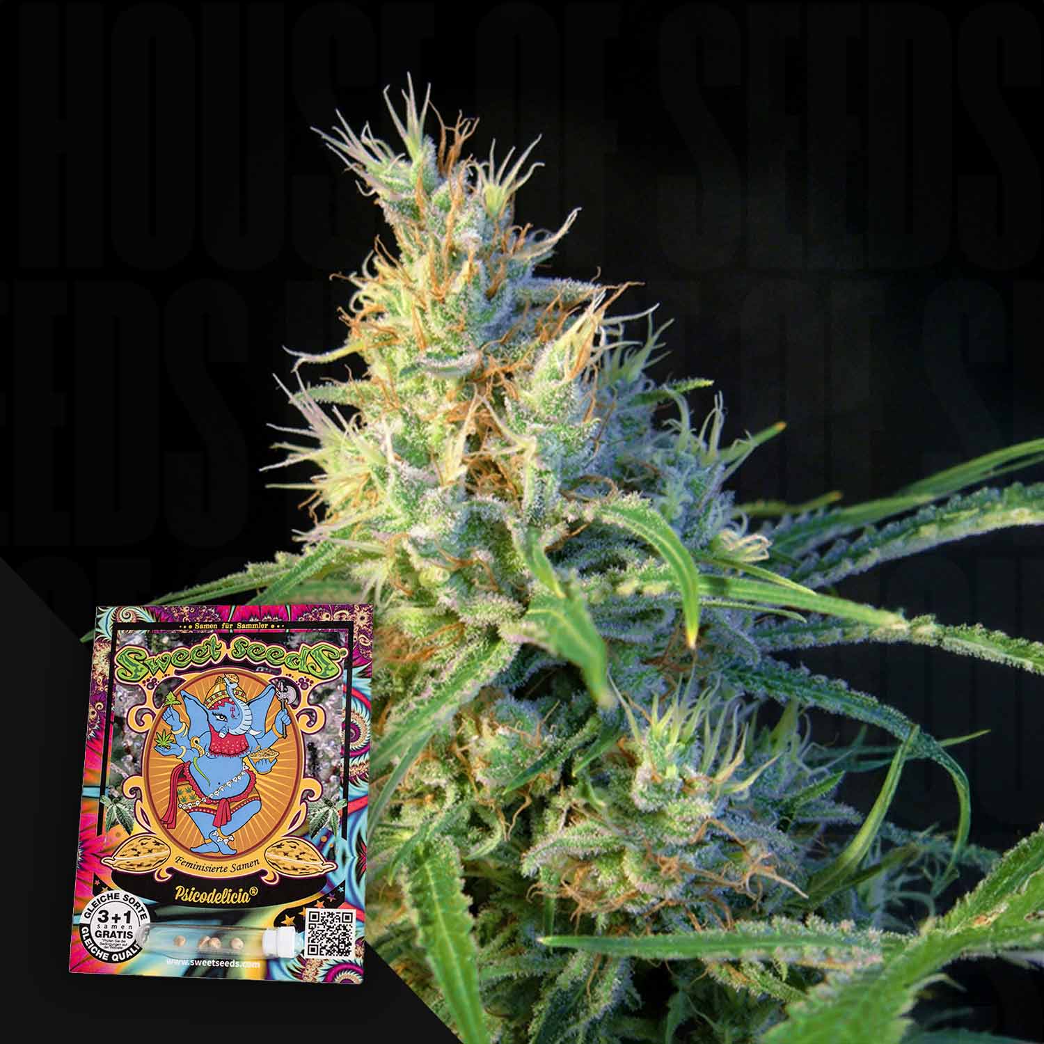 Nahaufnahme von Psicodelicia Cannabis von Sweet Seeds mit Trichomen und einem bunten Samenpäckchen in der Ecke.