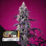 Tropicanna Cherry XL Auto