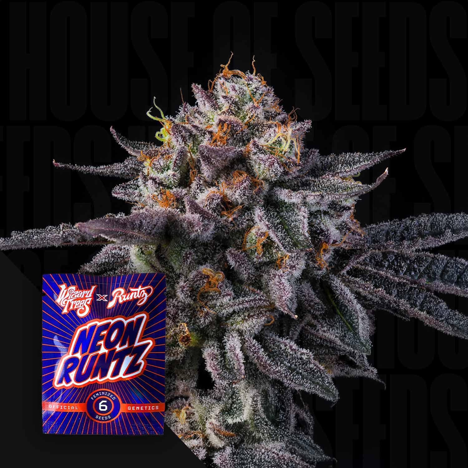 Nahaufnahme einer frostigen Cannabisknospe mit lila und grünen Tönen, Ecke zeigt Wizard Trees Vice Runtz Paket