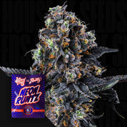 Eine Nahaufnahme einer frostigen Cannabisknospe mit einem White Soho by Wizard Trees-Samenpaket in der unteren linken Ecke.