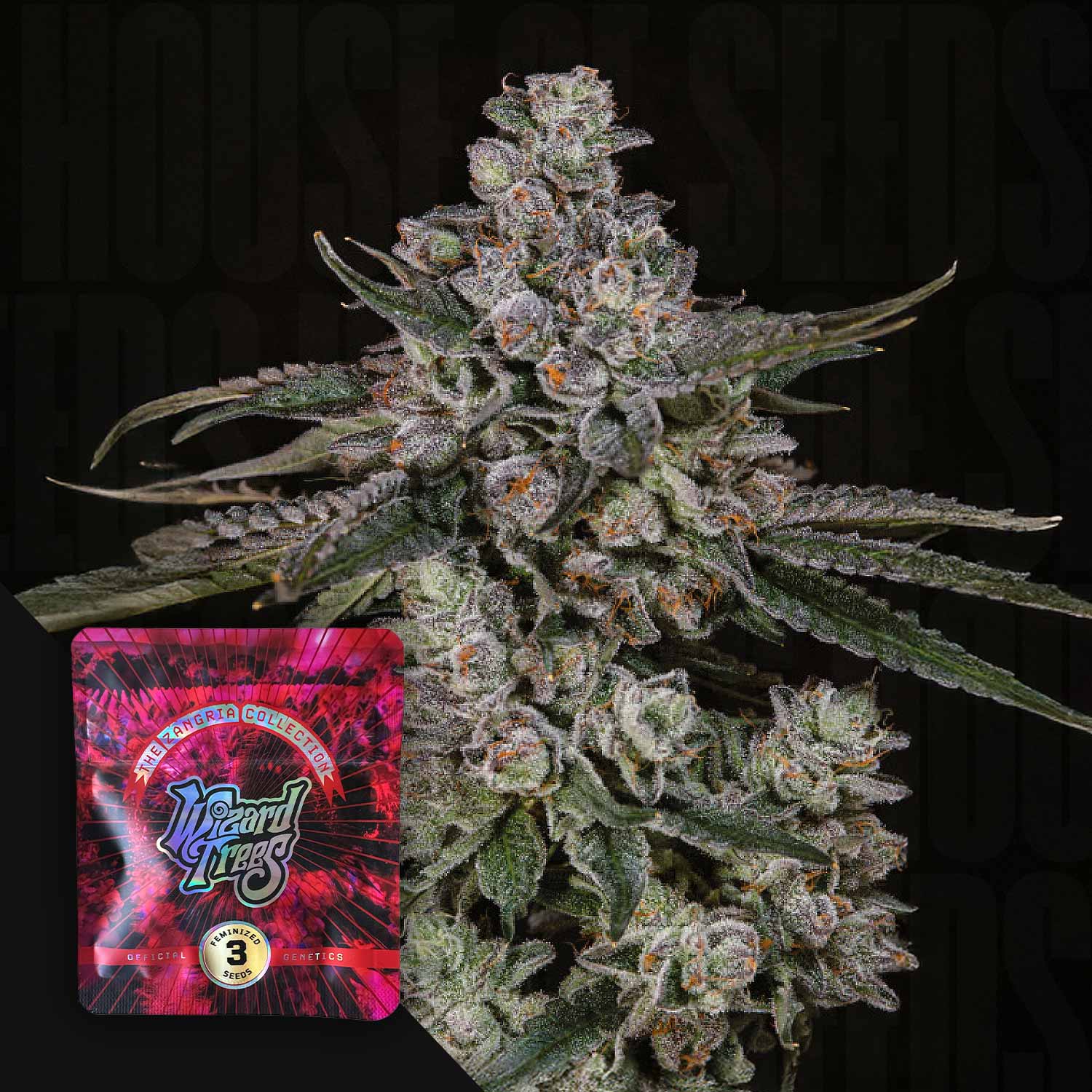Nahaufnahme frostiger Cannabispflanze mit grünen Blättern, Ecke rote-violette British Delight Packung von Wizard Trees