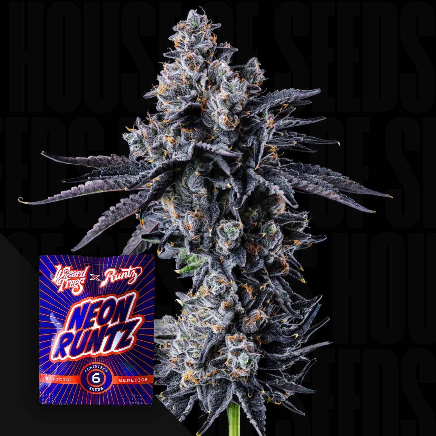 Frostige Cannabisknospe mit dunkelvioletten Blättern, Empire 54 Samenpaket von Wizard Trees in der Ecke sichtbar