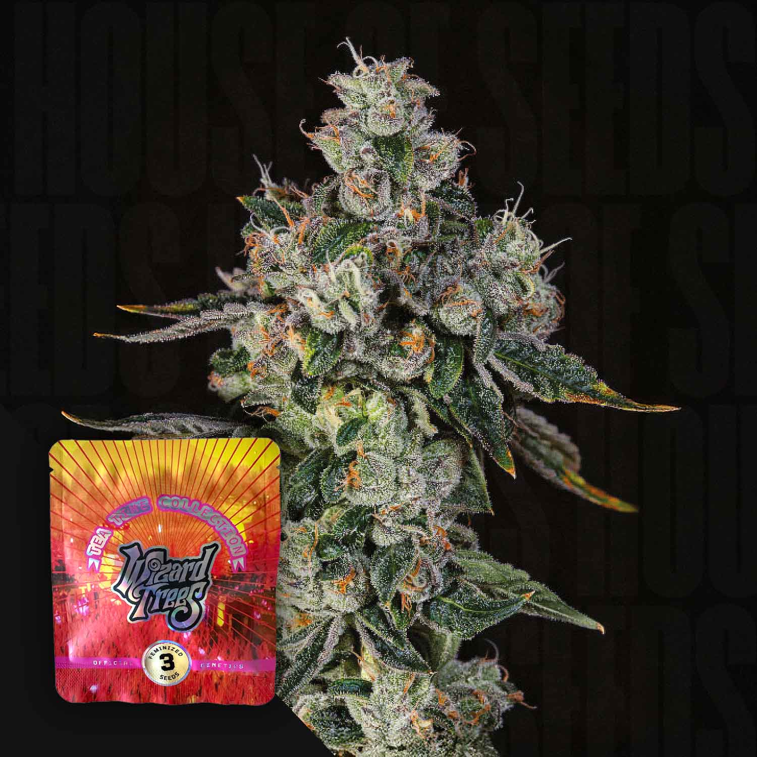 Nahaufnahme einer frostigen Cannabisknospe mit weißen Trichomen, Ecke rote-gelbe L.i.i.t Packung von Wizard Trees