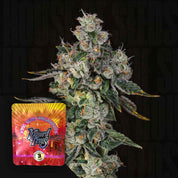 Nahaufnahme einer frostigen Cannabisknospe mit weißen Trichomen, Ecke rote-gelbe L.i.i.t Packung von Wizard Trees