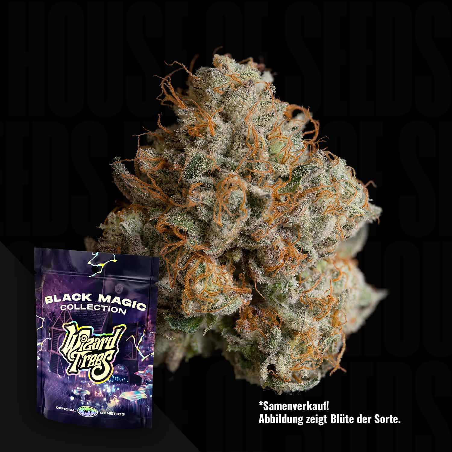 Nahaufnahme von Night Ritual von Wizard Trees, einer Cannabisknospe mit orangefarbenen Haaren neben dem Samenpäckchen auf dunklem Hintergrund.