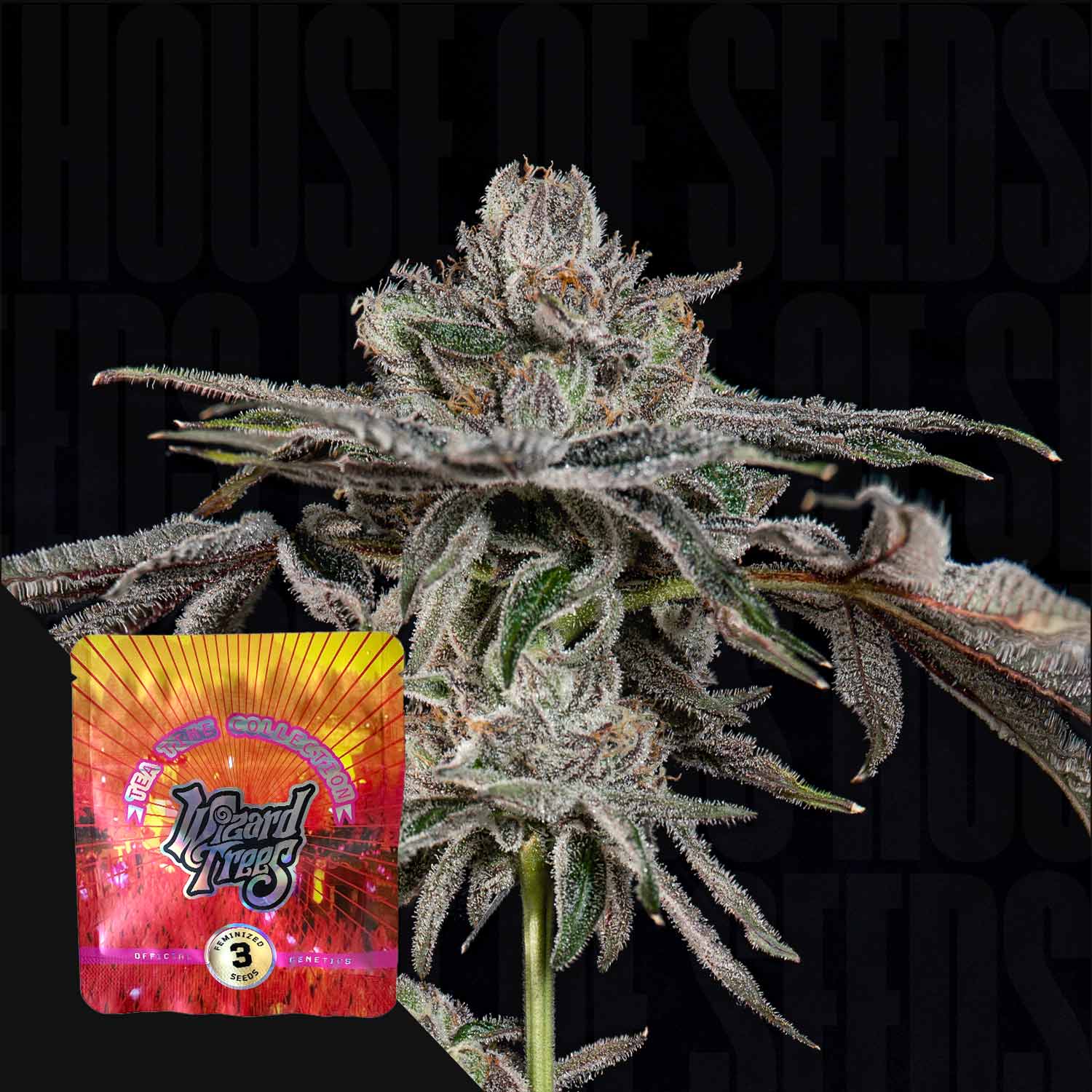 Nahaufnahme einer frostigen Cannabispflanze mit dichten Knospen, Ecke zeigt buntes Wizard Trees P’s & Z’s Paket vor dunklem Hintergrund