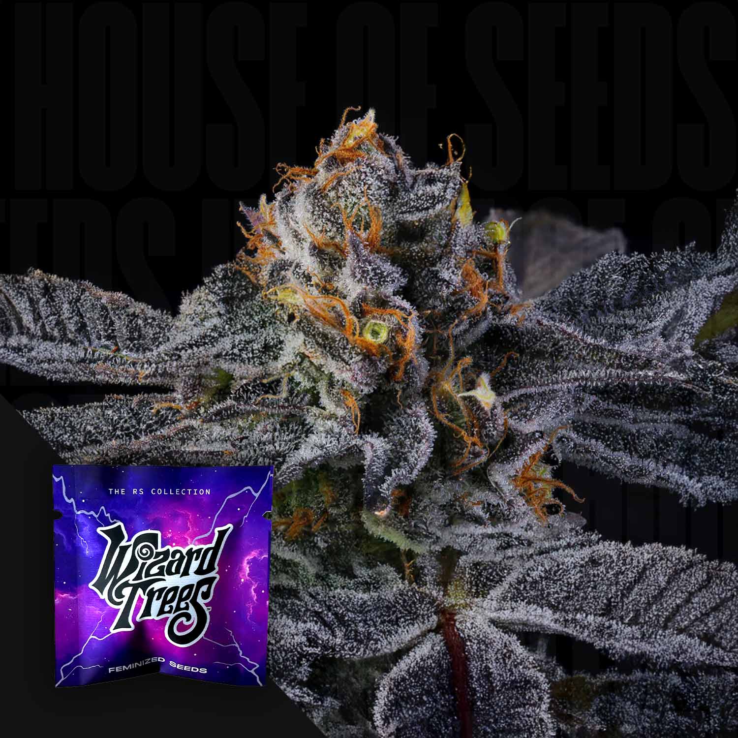 Nahaufnahme einer frostigen Pep Z Knospe mit lila Blättern, Ecke zeigt lila Wizard Trees Packung vor dunklem Hintergrund