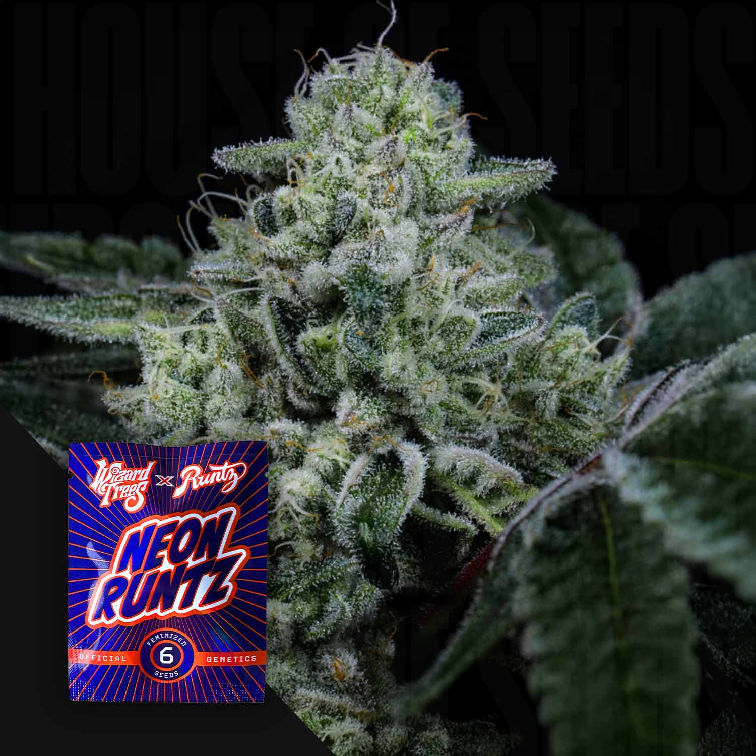 Nahaufnahme einer frostigen Cannabisknospe mit Trichomen, daneben buntes Wizard Trees Side Piece Paket