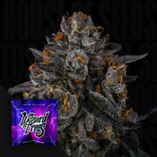 Nahaufnahme einer frostigen, lila gefärbten Cannabisknospe mit orangefarbenen Haaren, Wizard Trees Samenpaket „Tax Bracket“ unten links mit leuchtend lila kosmischem Design