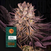 Frostige lila Mimosa x Orange Punch Cannabis Knospe mit einem Barney's Farm Samenpaket vor.