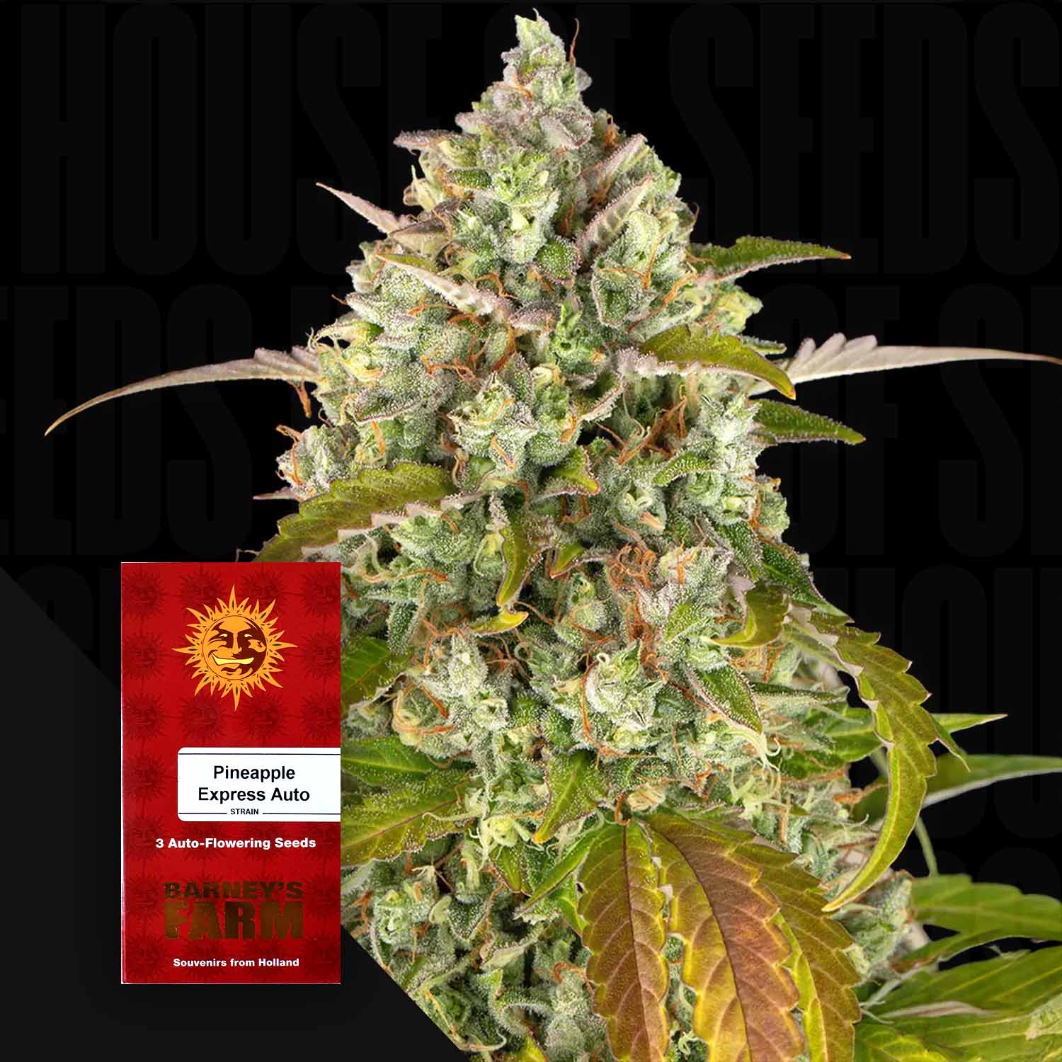 Nahaufnahme einer dichten frostigen Cannabisknospe mit grünen Blättern und orangen Haaren, Ecke zeigt rotes Barney’s Farm Pineapple Express Auto Päckchen