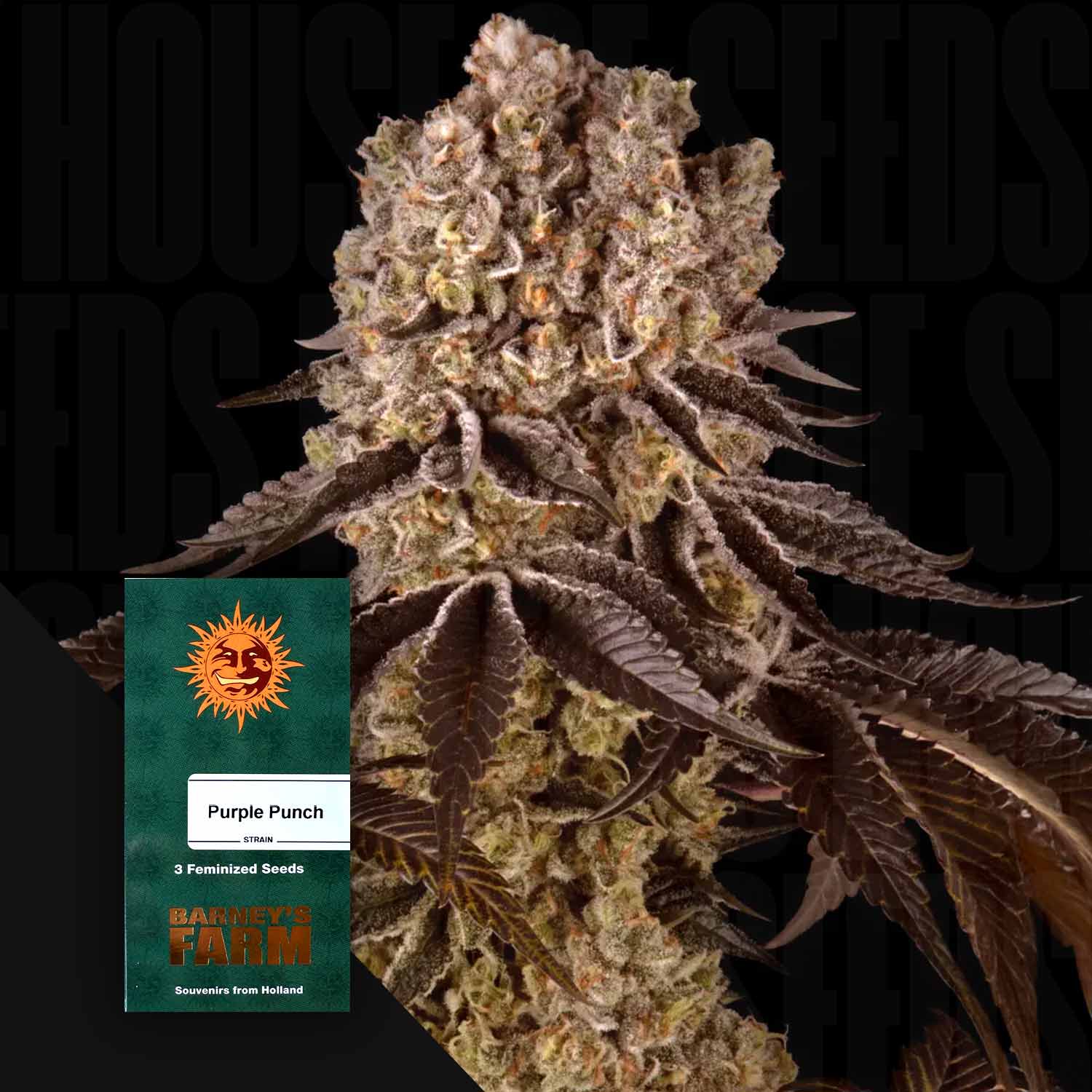 Nahaufnahme einer dichten frostigen Cannabisknospe mit lila Blättern, daneben grünes Barney’s Farm Purple Punch Samenpaket mit Aufschrift 3 Feminized Seeds