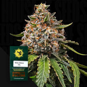 Eine Nahaufnahme einer White Widow XXL Auto Pflanze mit frostigen Knospen und einem Barney's Farm Samenpaket.