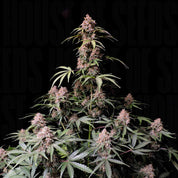 Amnesia Z Auto von 420 Fast Buds: reifes Cannabis mit dichten Knospen, gezackte grüne Blätter, dunkler Hintergrund.