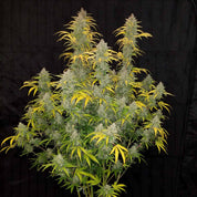 Blue Dream Auto von 420 Fast Buds: grüne und gelbe Blätter mit dichten Knospen auf einem schwarzen Hintergrund.