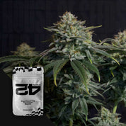 Nahaufnahme einer Gorilla Cookies FF Cannabispflanze; im Vordergrund ist ein 420 Fast Buds Samenpaket zu sehen.