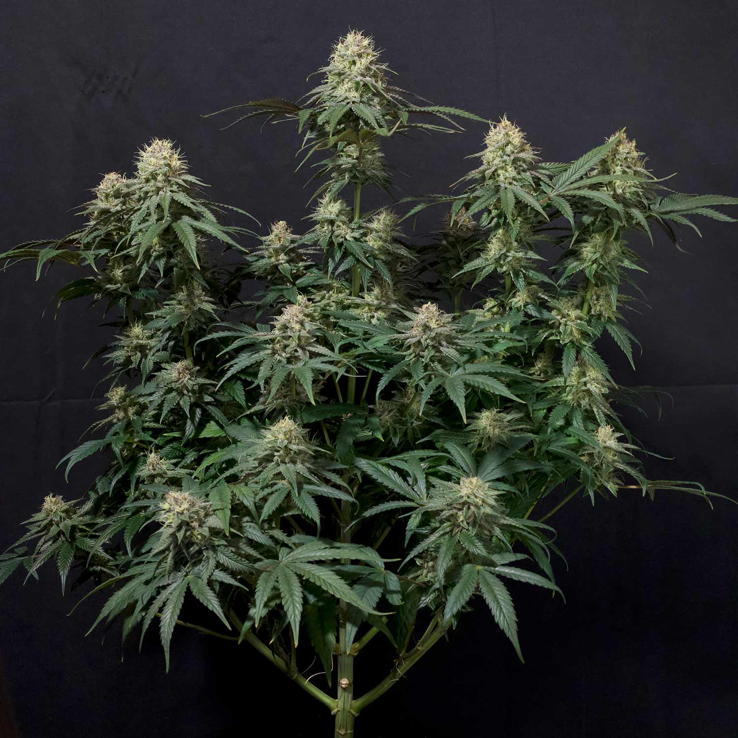 FB-TCA-0