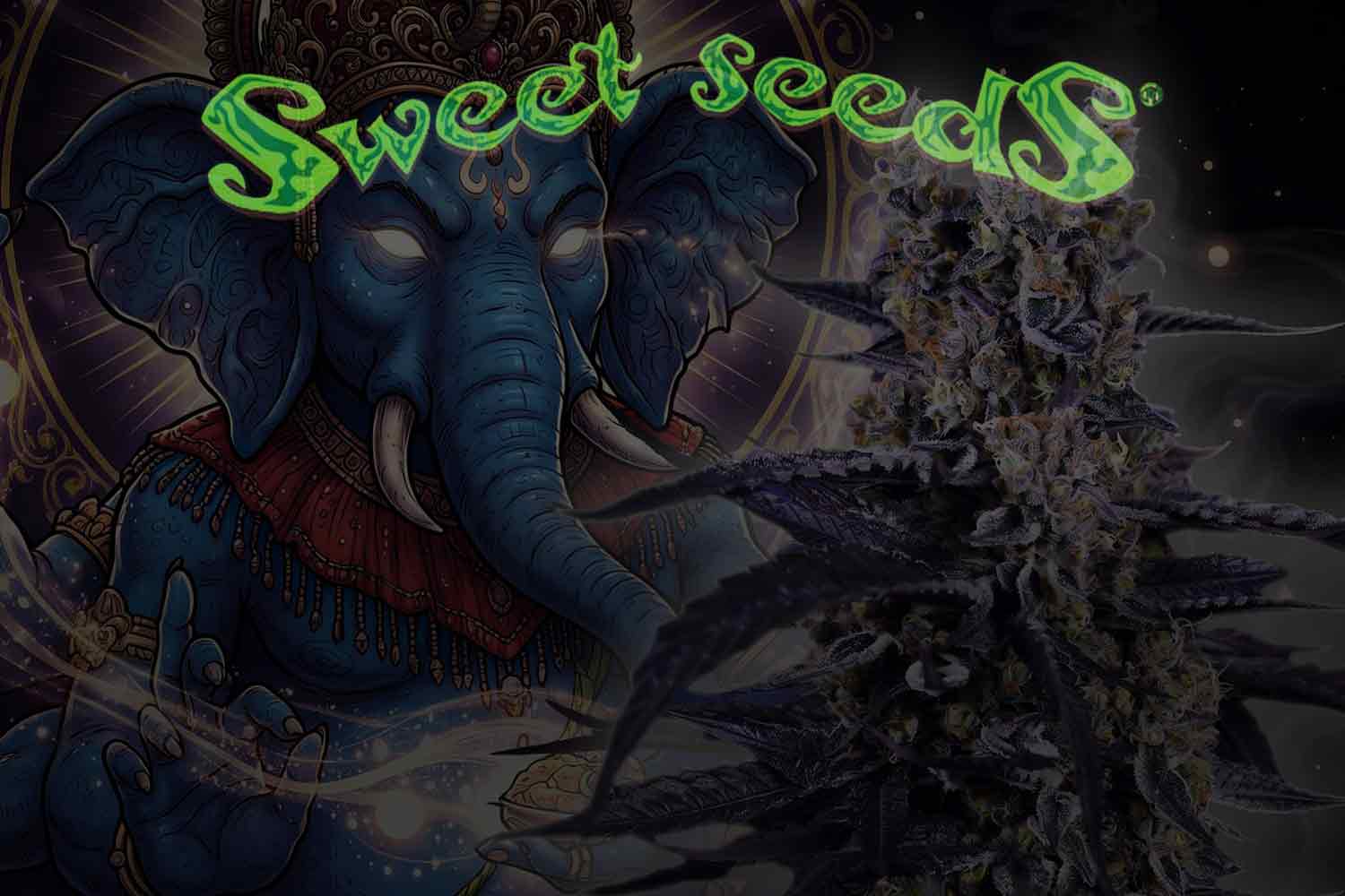sweet-seeds-angebotskachel_289b17a6-50eb-4120-9b6c-b0f586dd9e61.jpg